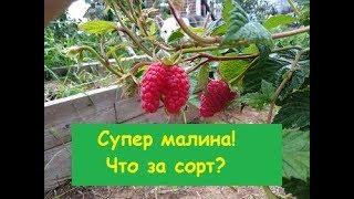 СУПЕР малина!! Что за сорт?  Прошу совета#питомникмедуница