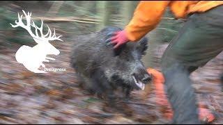 Best of Drückjagd - Vom Schuss bis zur Nachsuche - HUNT ON DEMAND Free Episode