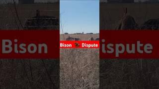 Bison  Dispute! 