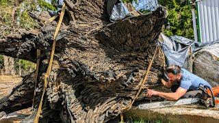 A shocking find in an ancient  bog oak stump