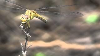 Dragonfly catching and eating a mosquito