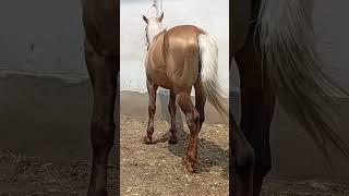 Жанторо93 #kyrgyzstan #horse