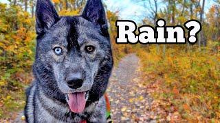 Will The RAIN Ruin The Day with Our Huskies?