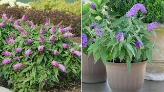 Roberta's 1-Piece Proven Winners Flowering Live Butterfly Bush on QVC