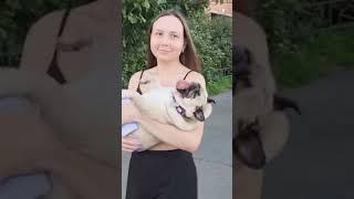 Супер пес  #мопсы #pug #мопс #собака #шифа