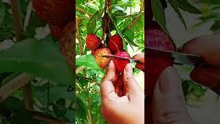 Litchi#shorts #youtube #shreyan #subscribe
