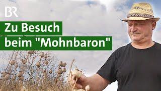 Regionaler Blaumohn: Besondere Sorte für Bienen, Bäcker und trockene Böden | Unser Land | BR