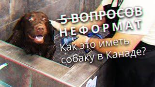 5 Вопросов - Неформат - Как это иметь собаку в Канаде?