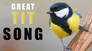 Bird sounds - GREAT TIT singing