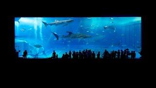 Odysseo - Oceanarium (Mauritius)