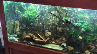 quick fishroom peek