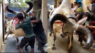 GHAZAL BHAI BIGGEST KANKREJ OX PAIR | LOADING & UNLOADING VLOG | KOLKATA COW 2024