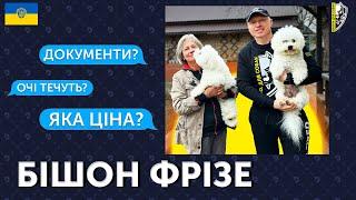  БІШОН ФРІЗЕ ВСЕ ПРО ПОРОДУ ВІД ЗАВОДЧИЦІ I РОЗВЕДЕННЯ БІШОН ФРІЗЕ I АЛЕРГІЇ, ХАРЧУВАННЯ.