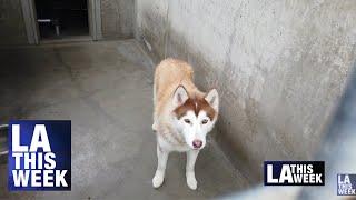 LA Animal Services Offers Savings and Incentives For Adoptions