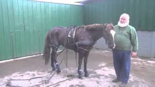 P2 - Breaking your own horse to harness - retraining a horse that bolted pulling a tyre.