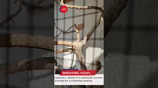 A Starving Budgie Causes A Freefall Crash In A Parakeet Aviary!