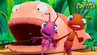 Wormy Surprise! | Antiks  | Funny Cartoons for Kids