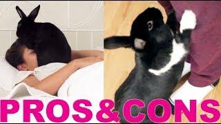 PROS & CONS OF HAVING A RABBIT!