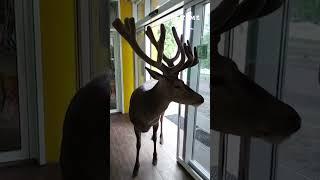 Олень Борис прийшов в магазин по яблука. Boris the deer came to the store to get apples. #shorts