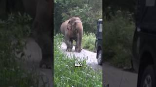 Elephant desperately seeks help for his friend ️.                      #shorts