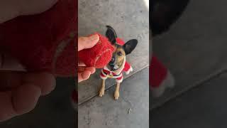 ️he is 8months old now! #cute #rusty #puppy#funny#shorts #videoshorts #pets #dogs