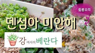 강여사의베란다 - 덴섬아 미안해 | 옵튜사와 하월시아 | 다육이 키우기