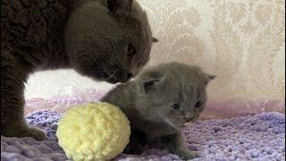 Сat Arnold met his son | So Cute | British Shorthair