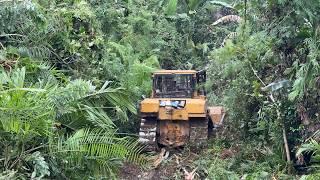 Forest Clearing Efficiency with the D6R XL Bulldozer in Plantations