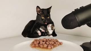 Baby Kitten and Mother Cat Eating Food ASMR