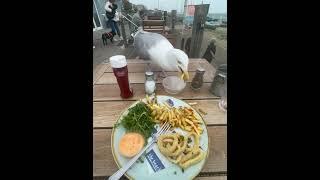 Seagull Snags Fries For Snack || ViralHog