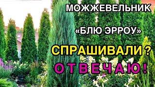 Можжевельник скальный «Блю Эрроу»ВОПРОС-ОТВЕТ Посадка/Уход/Укрытие на зиму/Почва/