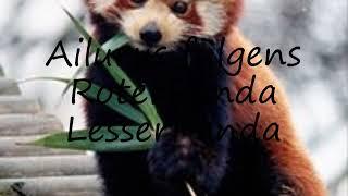 How to pronounce Ailurus fulgens RoterPanda LesserPanda in English?