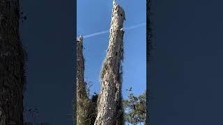 Osprey Nests Anhingas Goose Large Mouth Southeast Georgia WILDLIFE #love #angler #nature #raptors