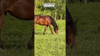 OMG! This Horse SHINES! #shorts #horse #horselover #sparkpower #MFT #gaited #equinelife