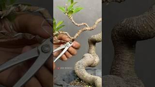 Bonsai Care, See The Trunk Is So Beautiful