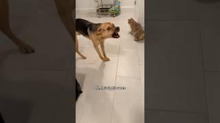 Rescue puppy and cat get left home alone