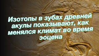 Изотопы в зубах древней акулы показывают, как менялся климат во время эоцена