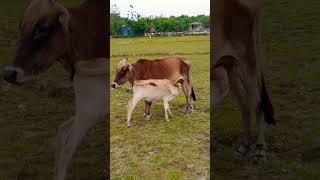 a calf drinking milk  most beautiful ️ video #shorts #viral #animals #trending