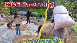 Traditional Method Paddy Harvesting || village Life Nepal || Rice Harvesting