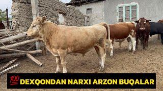 DEXQON AKAMIZDAN BUQALARDI UDARLARI… ️+998884545406