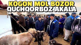 BUXORO KOGON MOL BOZOR 17.11.2024/ QUY ECHKI NARXLAR