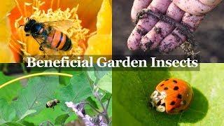 Beneficial Insects You Want in your Garden - The Gardener's Best Friends!