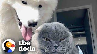 Dog Tries For Two Years To Win This Cat Over | The Dodo Odd Couples