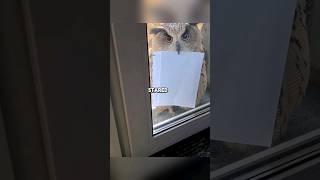 This owl brought something unexpected  #shorts #owl #funny