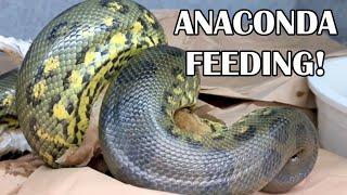 BIG SNAKE FEEDING DAY!