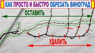  Секрет НАДЕЖНОЙ ОБРЕЗКИ ВИНОГРАДА. Зачем нужен сучок замещения и плодовая стрелка. Плодовое звено!