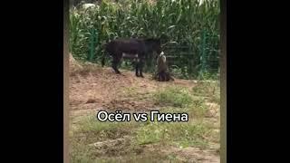 Осёл va Гиена