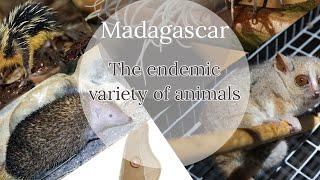 #madagascar : The #endemic  #animals