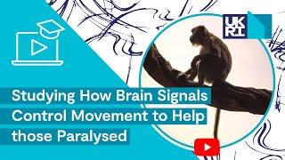 Macaques in Research | Studying How Brain Signals Control Movement to Help those Paralysed
