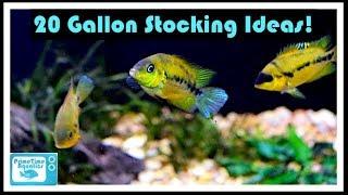 20 Gallon Fish Tank Stocking Ideas: Something Different!